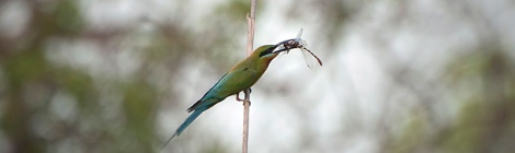 Blue tailed bee eater with dragonfly